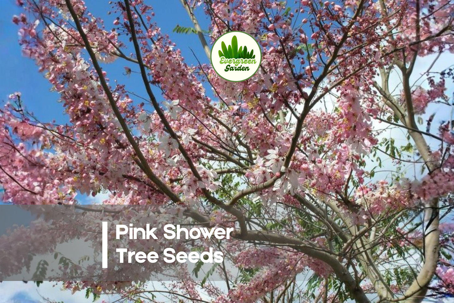 Pink Shower Tree Seeds - Cassia grandis, Ornamental Tropical Flowering Tree, Cascading Pink Blooms, Garden & Landscape Plant