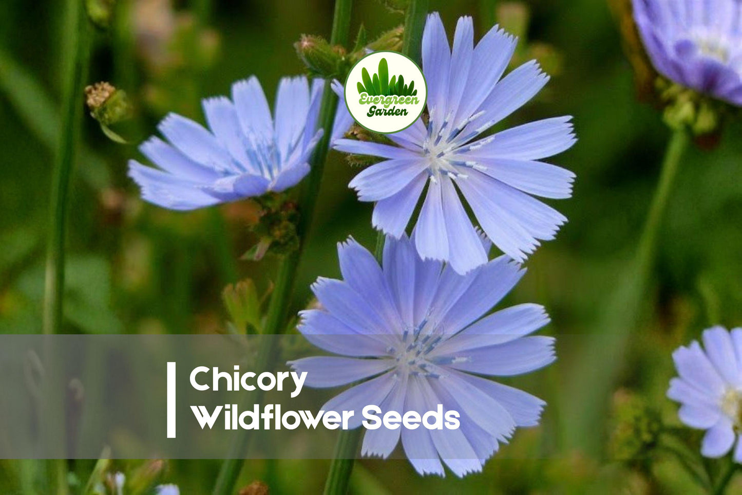 Chicory Wildflower Seeds - Bright Blue Blooms, Pollinator-Friendly, Hardy Perennial, Cichorium intybus, for Meadows & Gardens