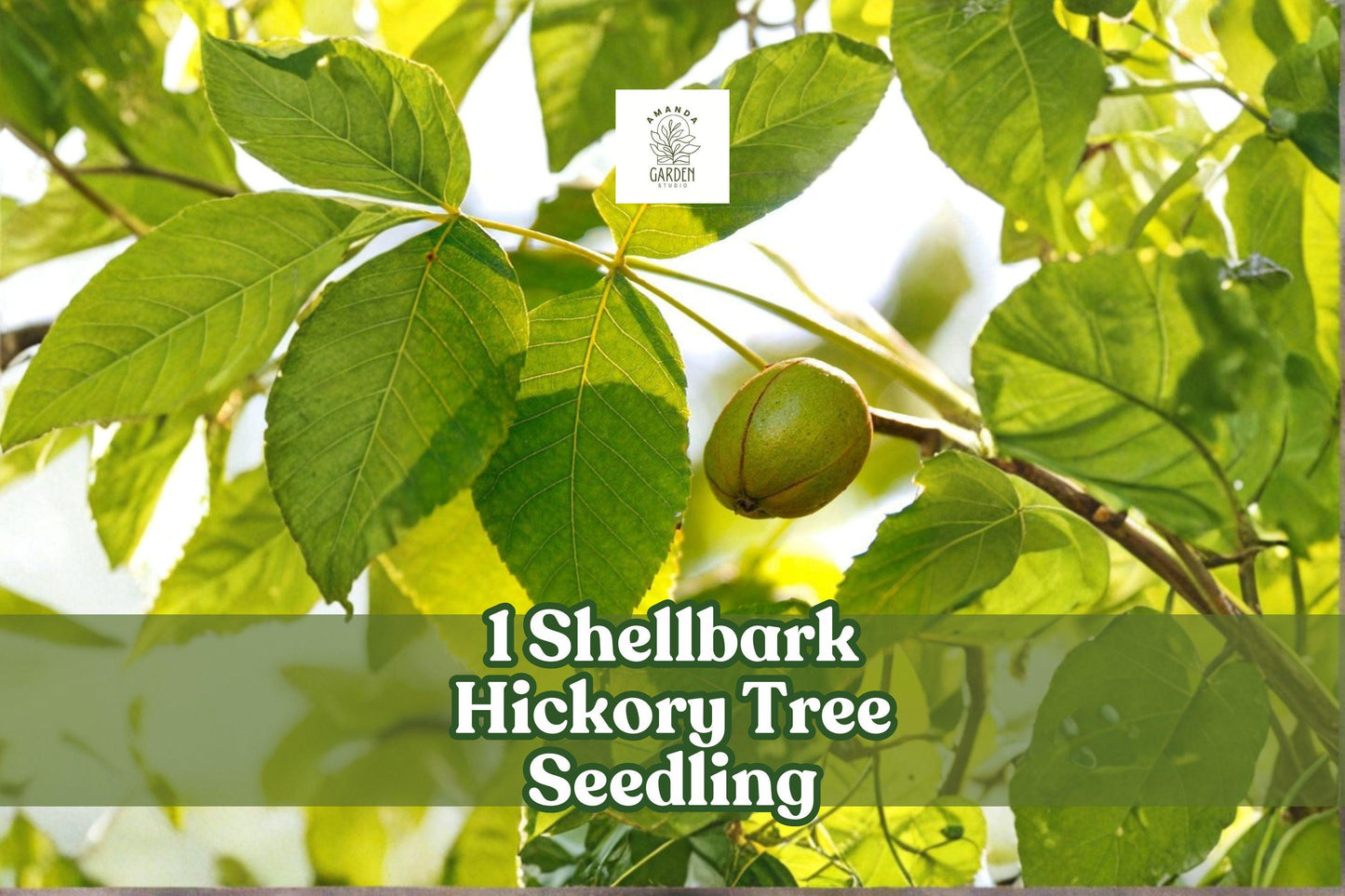 Shellbark Hickory Tree Seedling | Native Hardwood for Landscaping & Restoration | Carya laciniosa