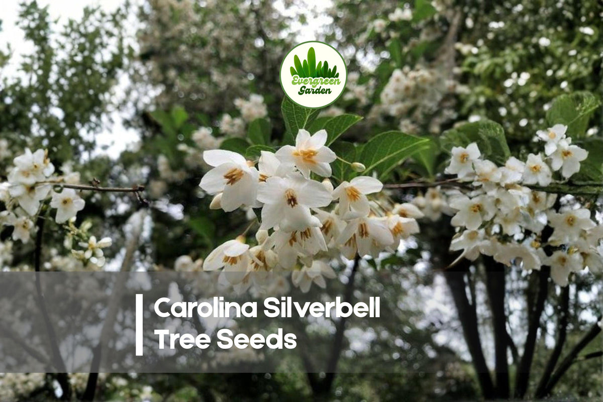 6 Carolina Silverbell Tree Seeds - Ornamental Halesia carolina with White Bell Flowers for Landscaping and Garden Planting