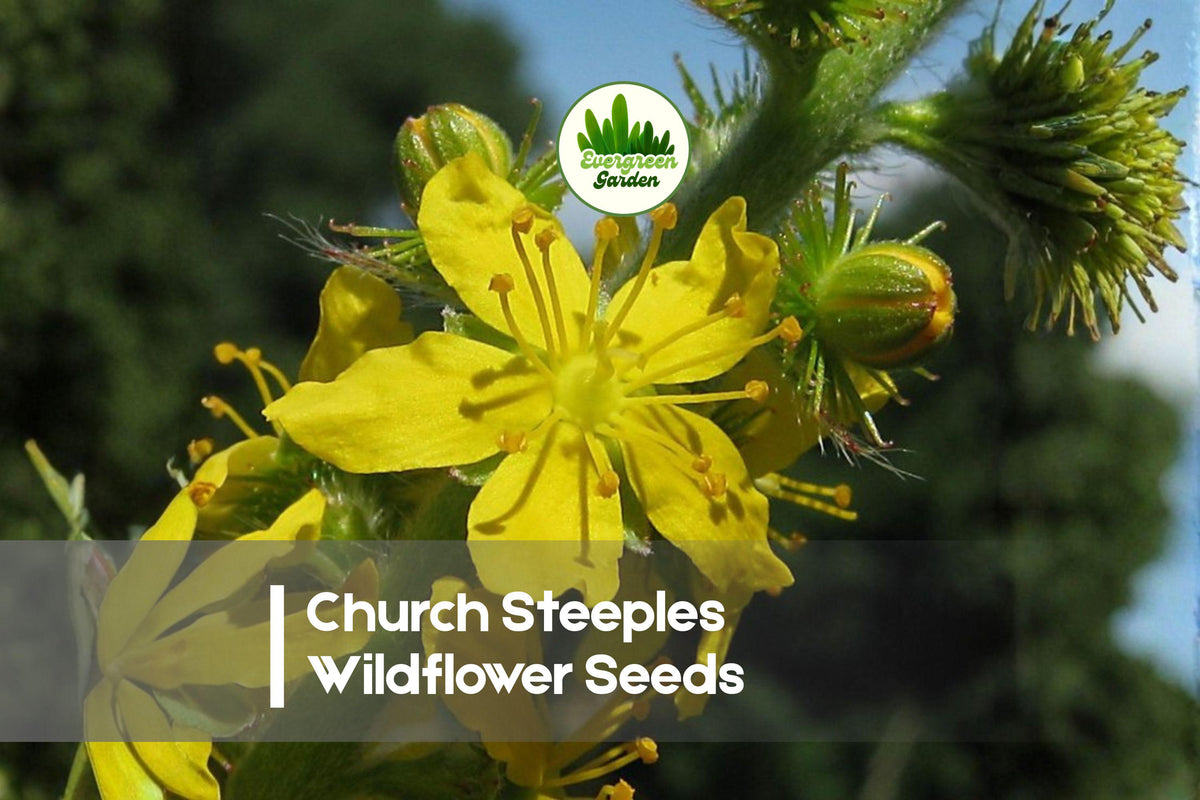Wildflower Seeds - 100 Church Steeples (Agrimonia eupatoria) - Tall Yellow Spire Wildflowers for Meadows & Borders