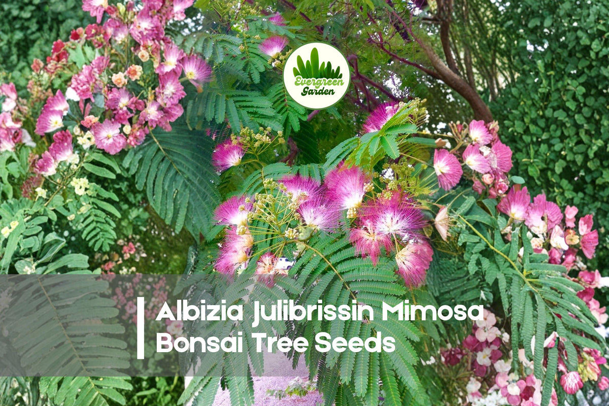 Albizia Julibrissin Bonsai Tree Seeds - Pink Silk Flowers, Fern-Like Foliage, Ornamental Tree, 20 Pack