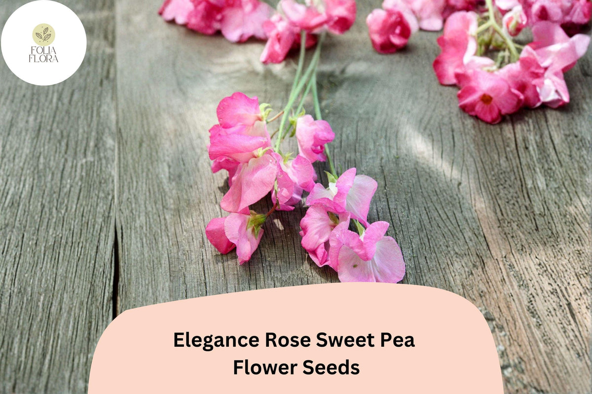 Elegance Rose Sweet Pea Seeds | Climbing Annual Vine with Rose Pink Flowers | Lathyrus odoratus