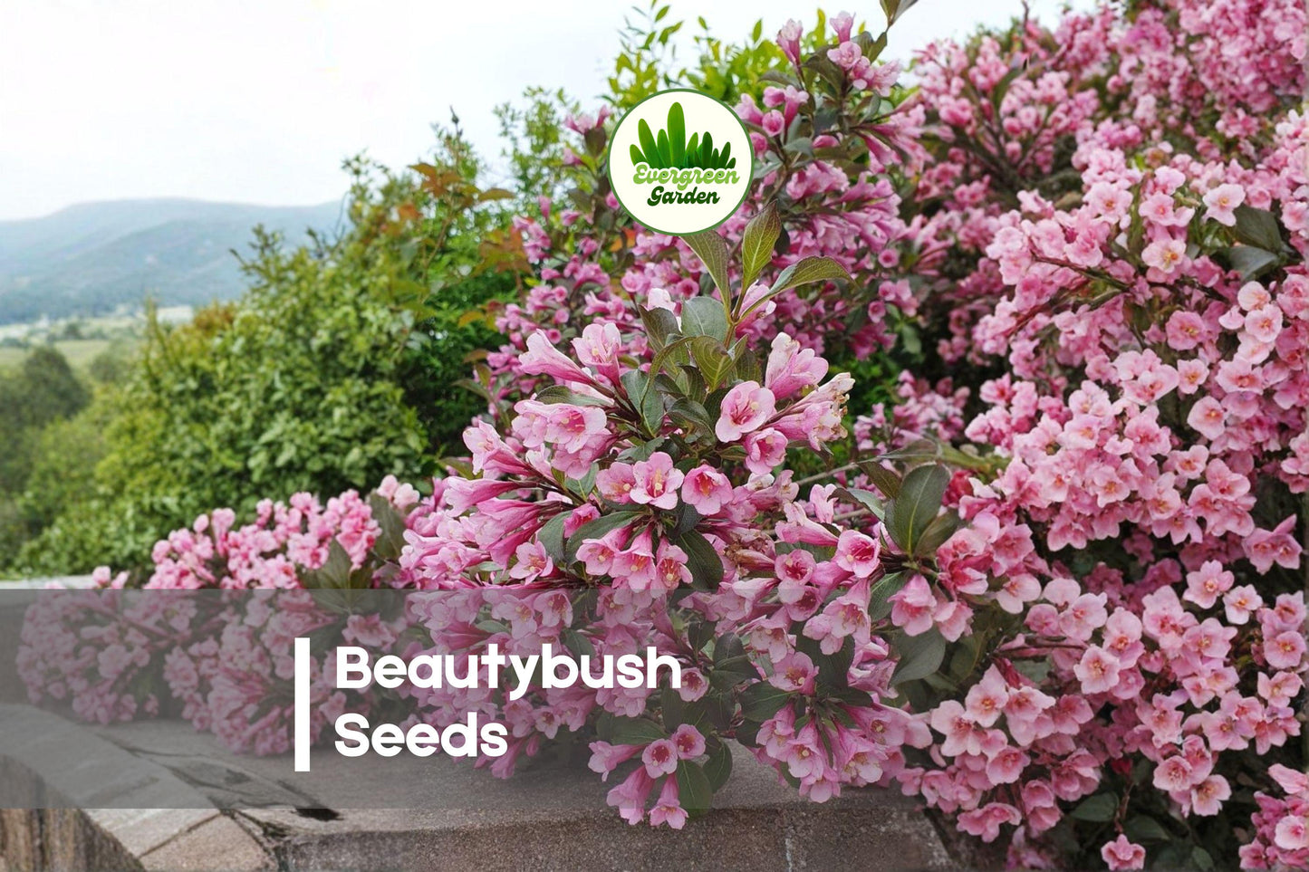 20 Beautybush Seeds - Kolkwitzia amabilis Flowering Shrub with Pink Spring Blooms, Ornamental Garden Plant, Hardy Perennial