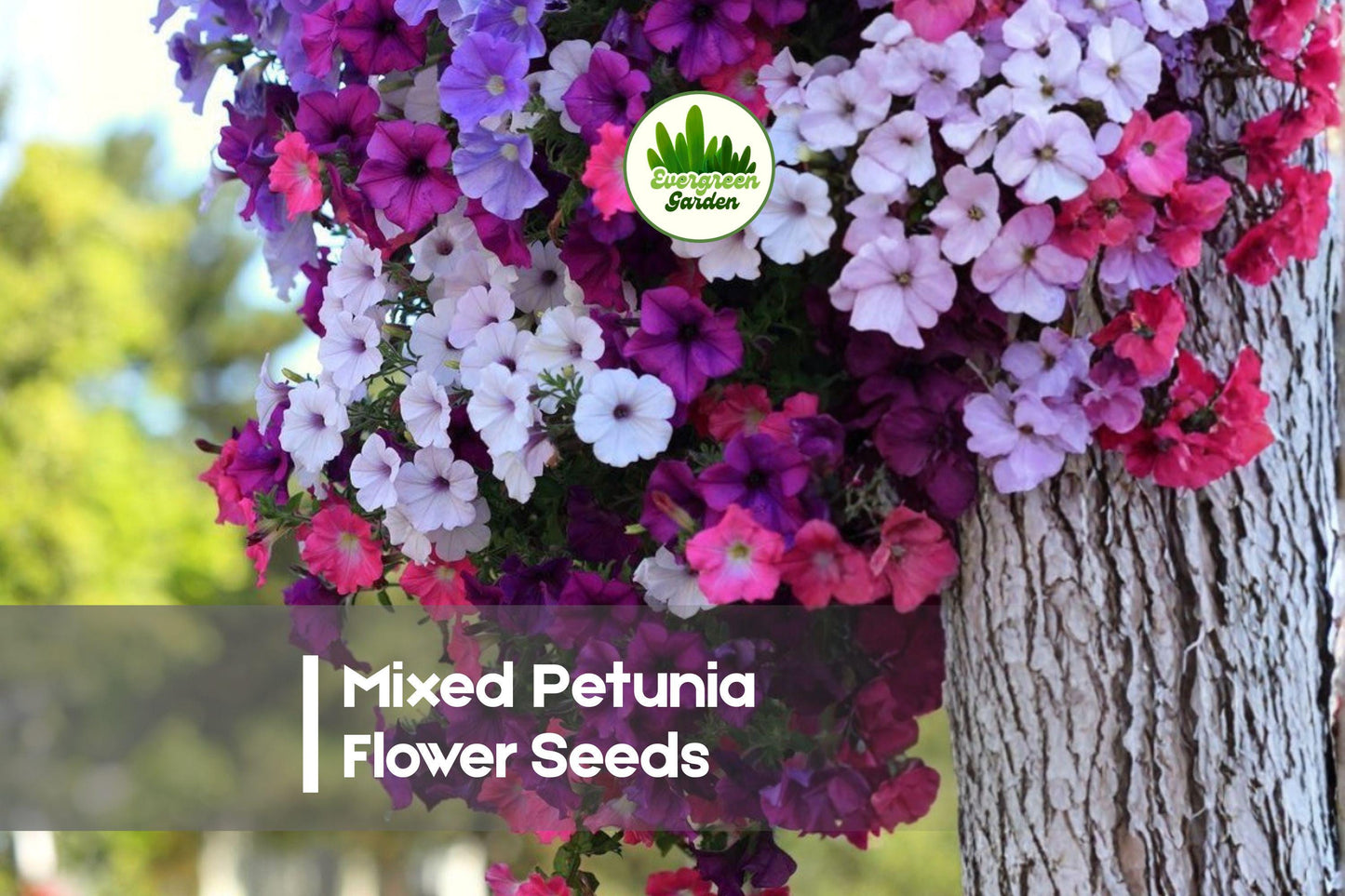 1000 Mixed Petunia Flower Seeds - Vibrant Colors, Continuous Blooms, Easy Grow, Petunia hybrida for Gardens, Containers & Borders