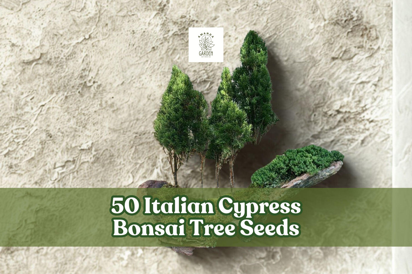 Italian Cypress Bonsai Seeds - Cupressus sempervirens, Evergreen Conifer, Mediterranean Ornamental, 50 Seeds
