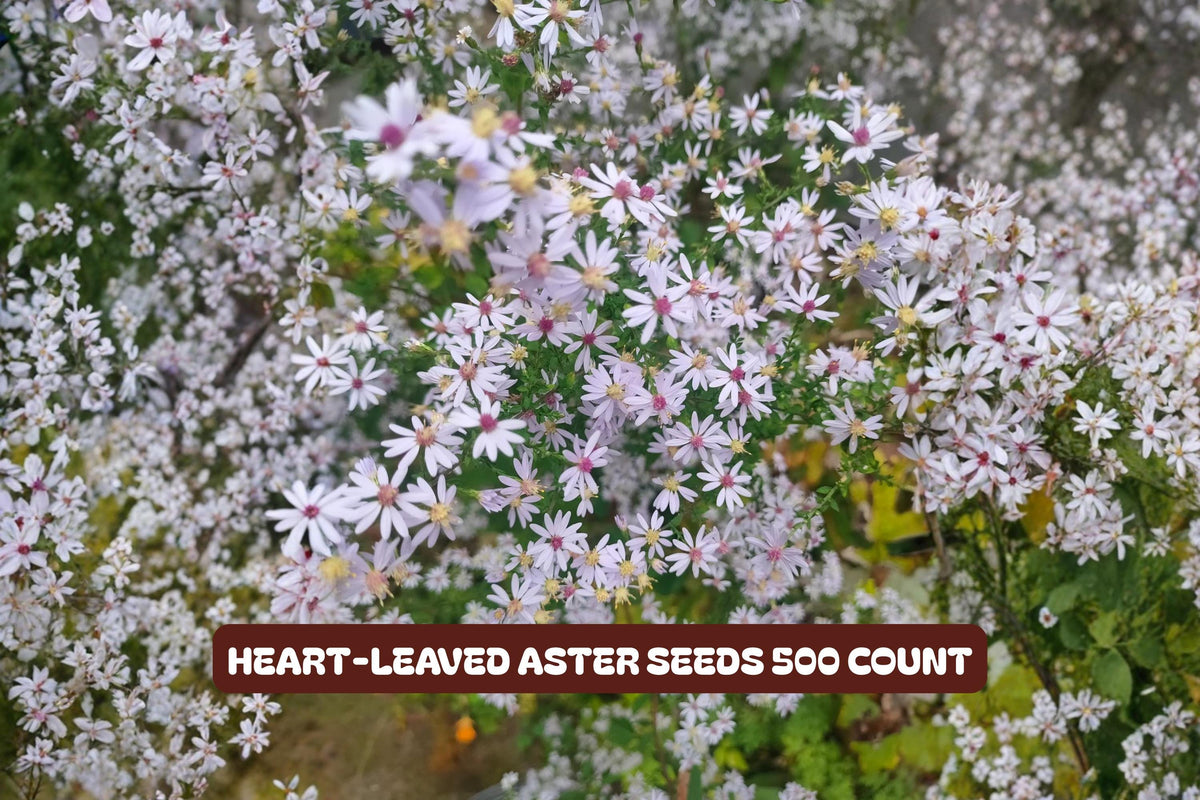 Calico Aster Seeds 100 Pack - Bicolor Wildflower Garden Plant - Symphyotrichum lateriflorum