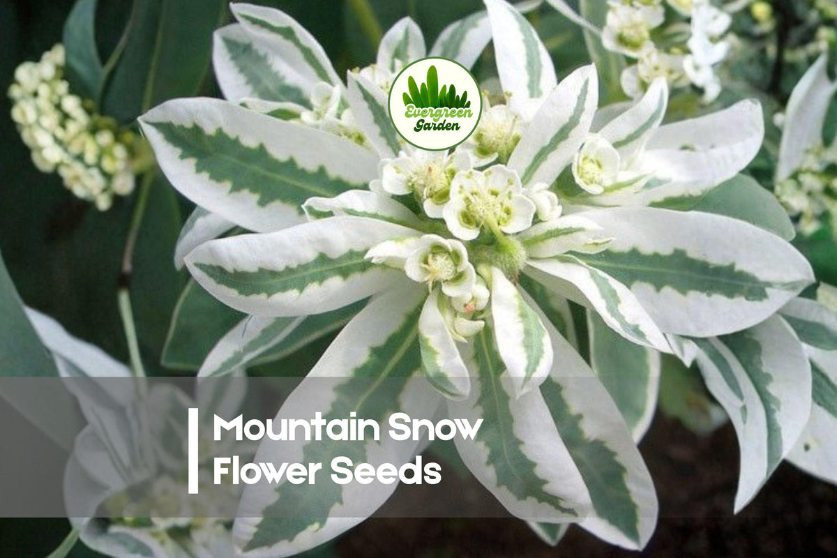 Mountain Snow Flower Seeds - 50 White Blooming Perennial Seeds for Borders & Garden Beds
