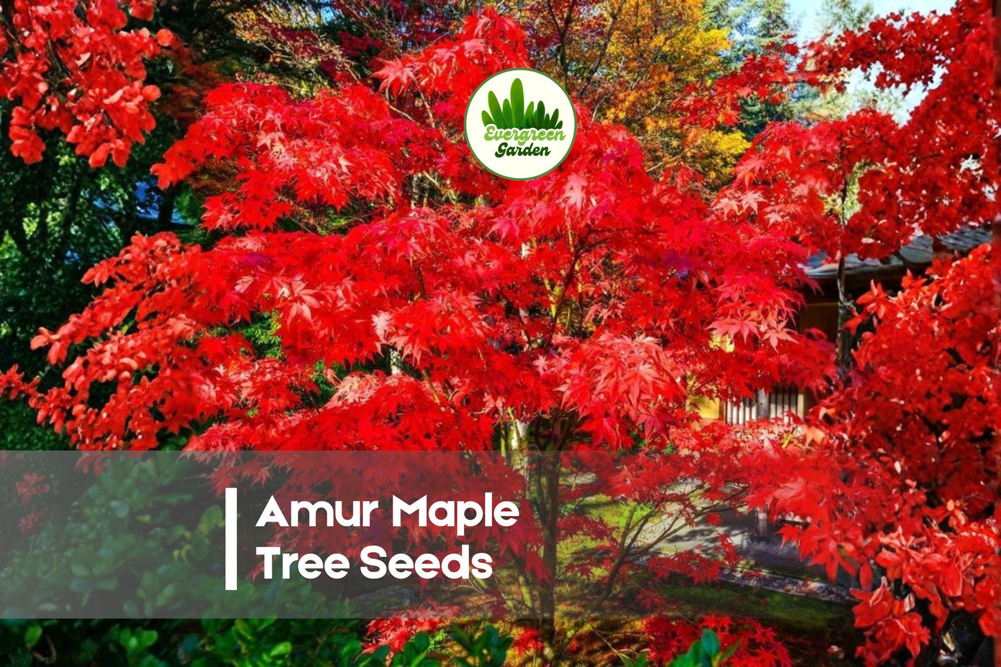30 Amur Maple Tree Seeds Acer tataricum var. ginnala, Ornamental Deciduous Tree for Landscaping & Bonsai