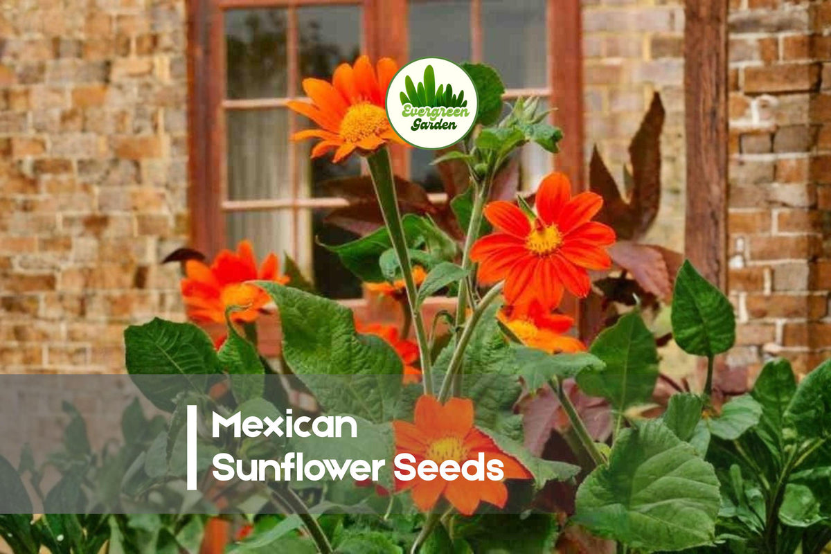 100+ Mexican Sunflower Seeds, Tithonia rotundifolia, Bright Orange Blooms, Pollinator-Friendly Annual for Gardens