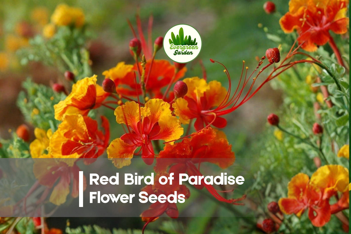10 Red Bird of Paradise Flower Seeds | Tropical Ornamental Shrub Caesalpinia pulcherrima | Vibrant Red-Orange Blooms