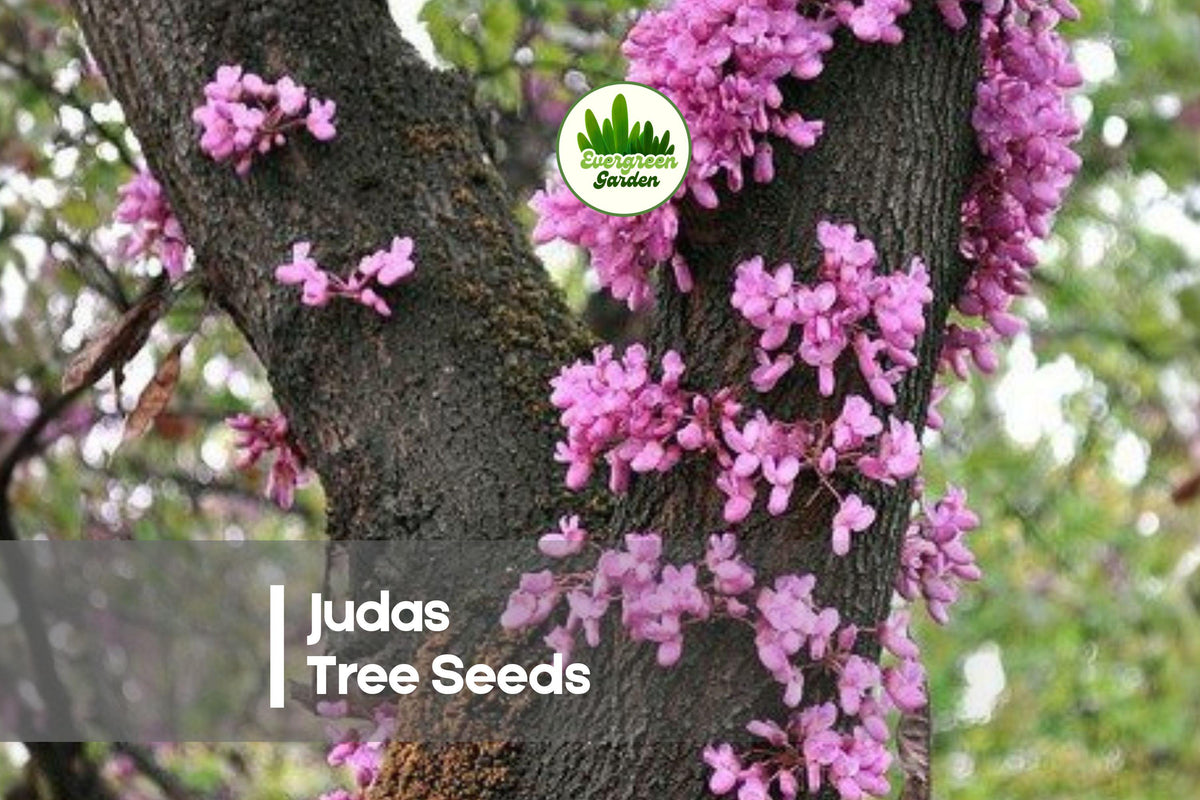 20 Judas Tree Seeds - Cercis siliquastrum, Ornamental Flowering Tree with Pink Spring Blooms, Garden, Landscaping & Bonsai