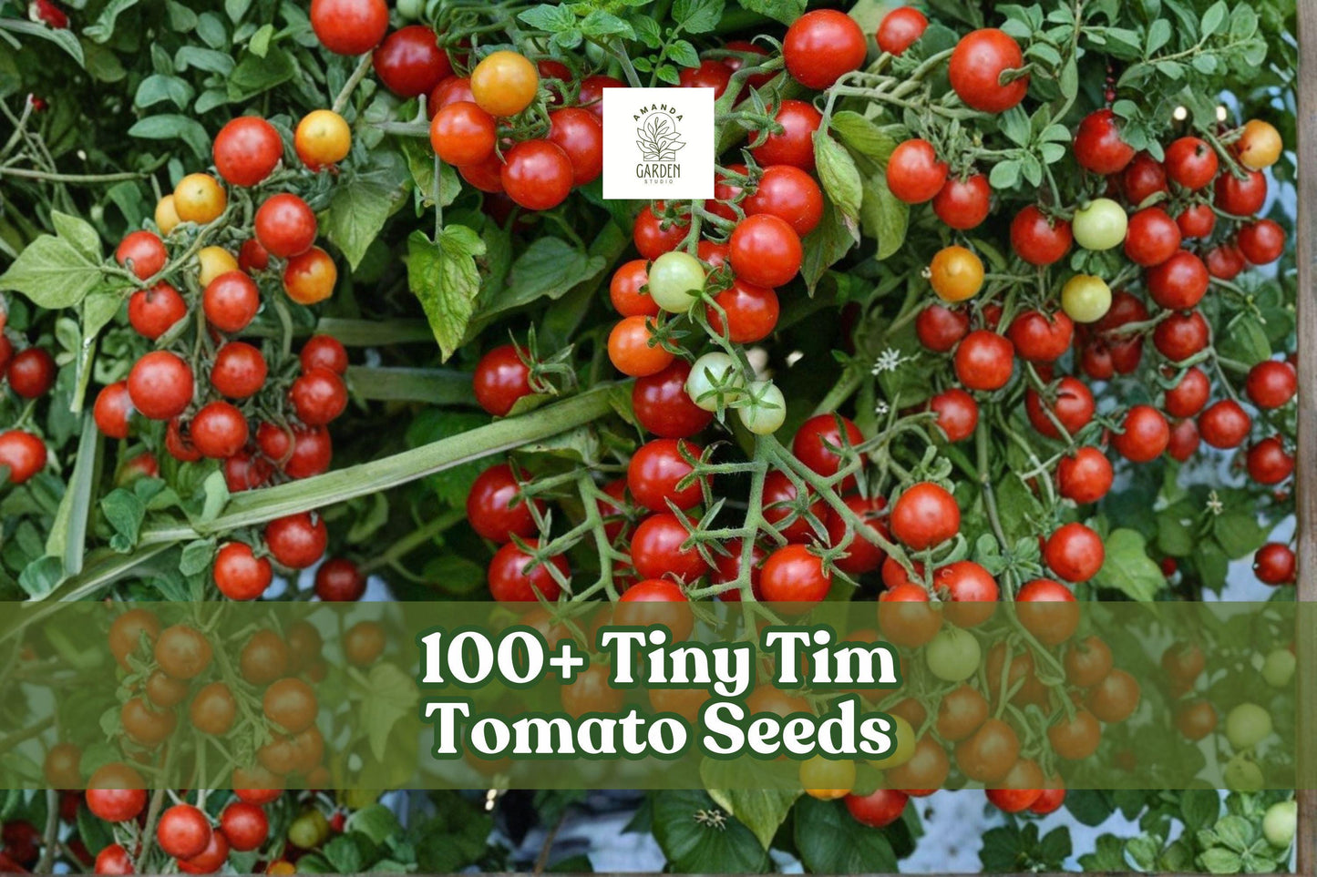 Tiny Tim Tomato Seeds – Dwarf Heirloom, Compact, Container-Friendly, Solanum lycopersicum ‘Tiny Tim’