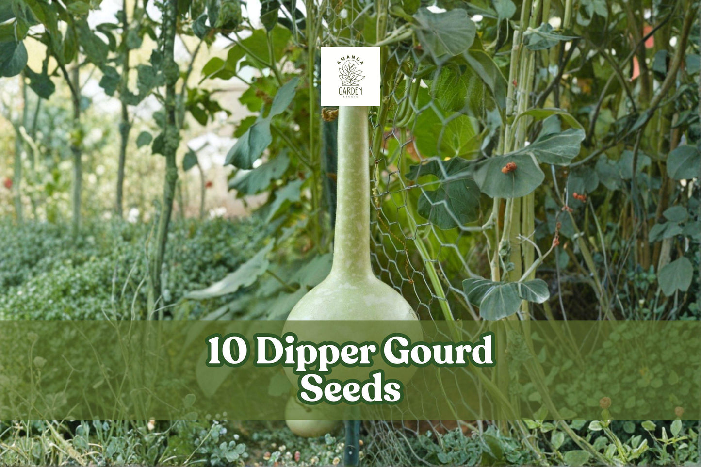 Dipper Gourd Seeds, Climbing Ornamental Vine, Lagenaria siceraria, Garden & Trellis Plant, 10 Seeds