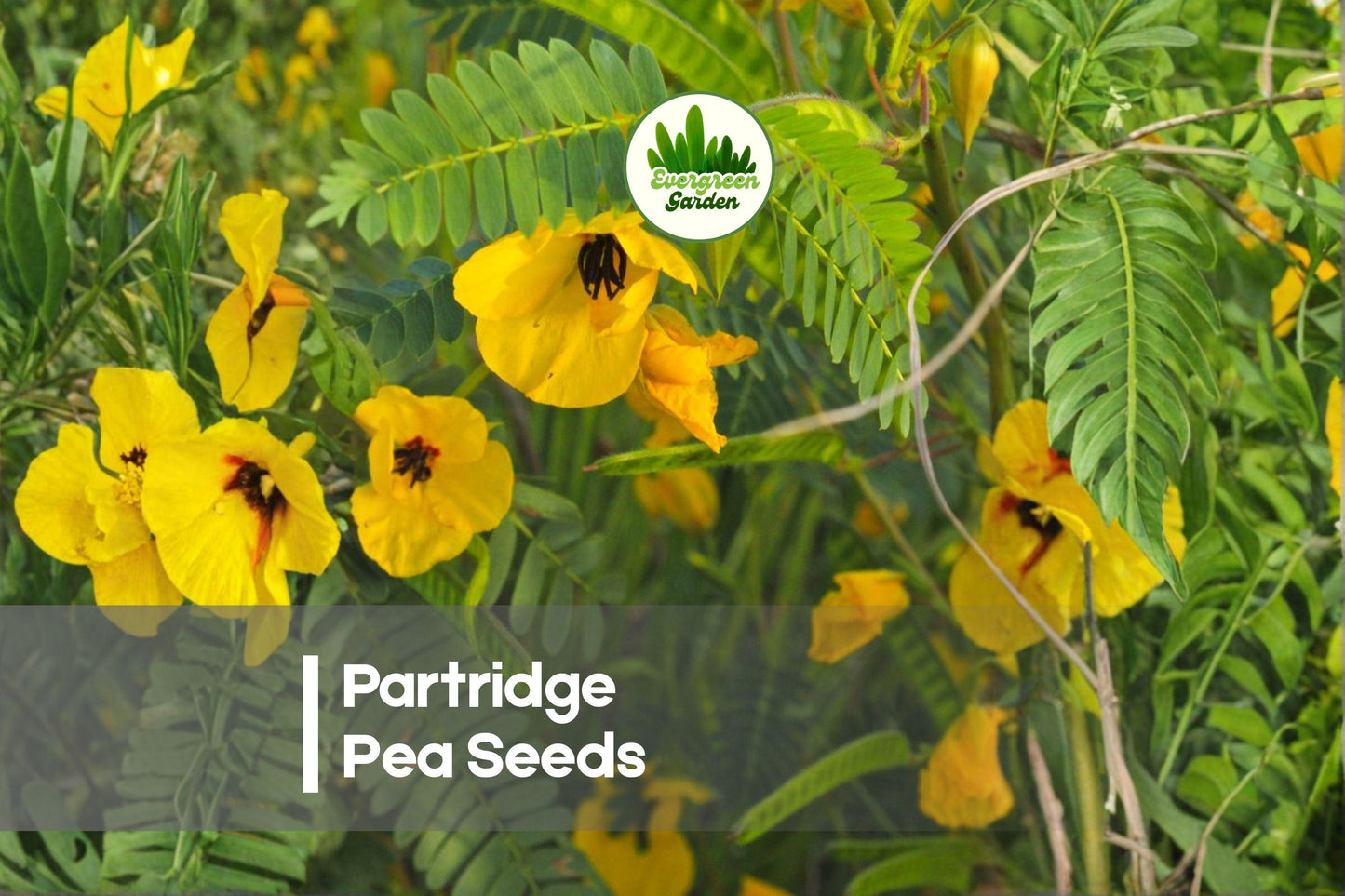 50 Partridge Pea Seeds - Native Wildflower, Bright Yellow Blooms, Pollinator Friendly, Chamaecrista fasciculata, Annual Plant