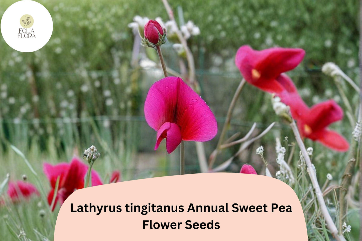 50+ Lathyrus tingitanus Seeds | Tangier Pea Climbing Plant with Burgundy Flowers | Annual Sweet Pea for Garden Trellises