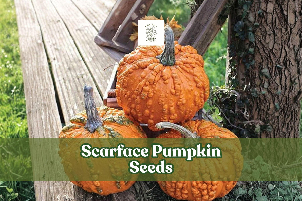 Scarface Pumpkin Seeds 10-Pack | Red Cucurbita pepo Vining Pumpkin for Garden & Decorative Growing