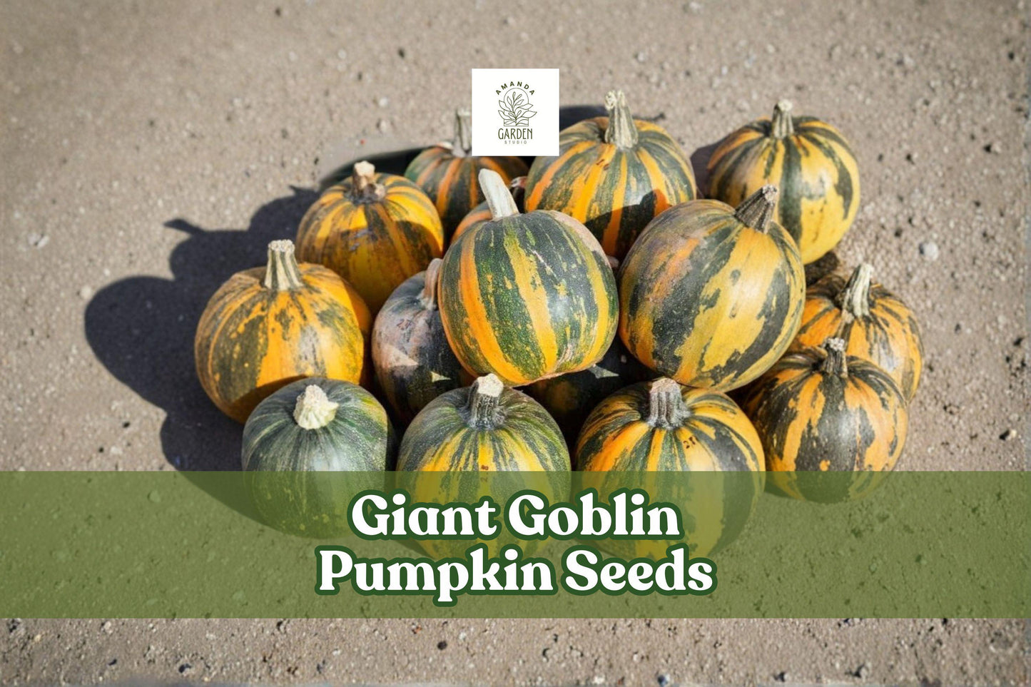 Giant Goblin Pumpkin Seeds – Large Decorative Cucurbita Maxima for Fall Garden, Vining Pumpkin, Autumn Decor, 10 Seeds