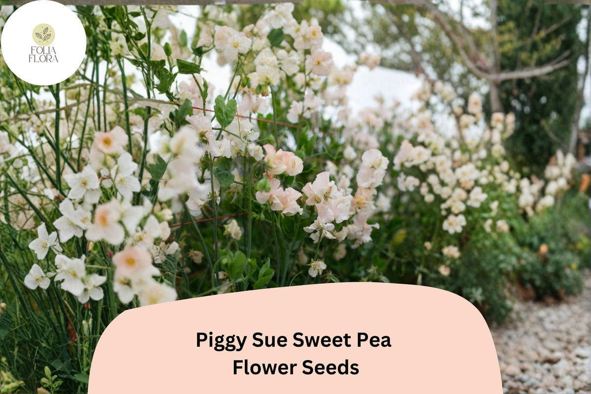 Piggy Sue Sweet Pea Seeds | Climbing Vine, Fragrant White Flowers, Lathyrus odoratus, Garden Planting, 50+ Seeds