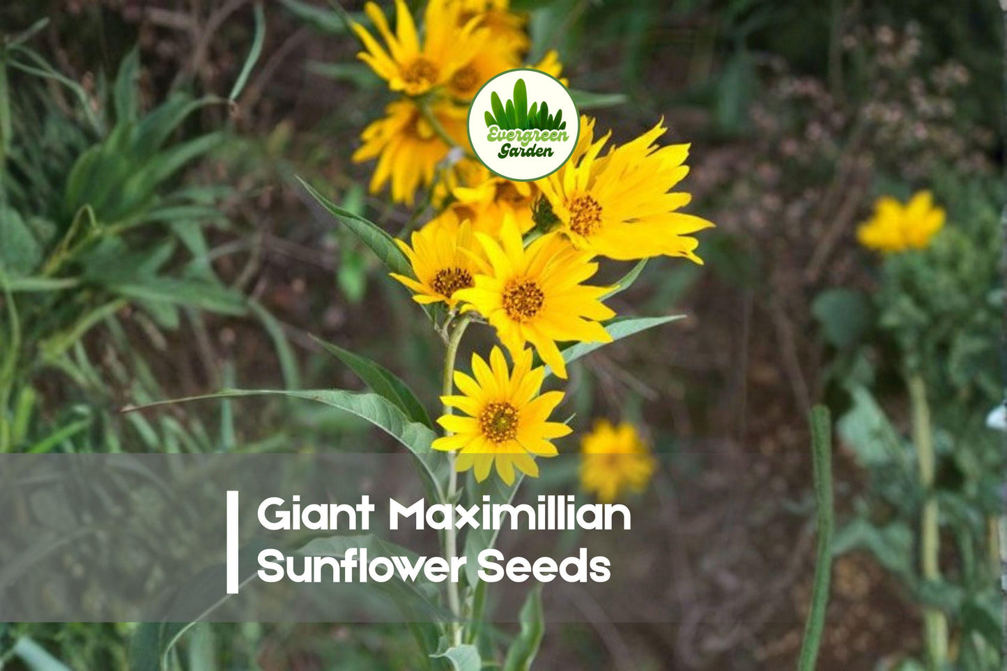 Giant Maximilian Sunflower Seeds 500 Pack | Helianthus maximiliani | Tall, Upright Perennial with Golden Blooms