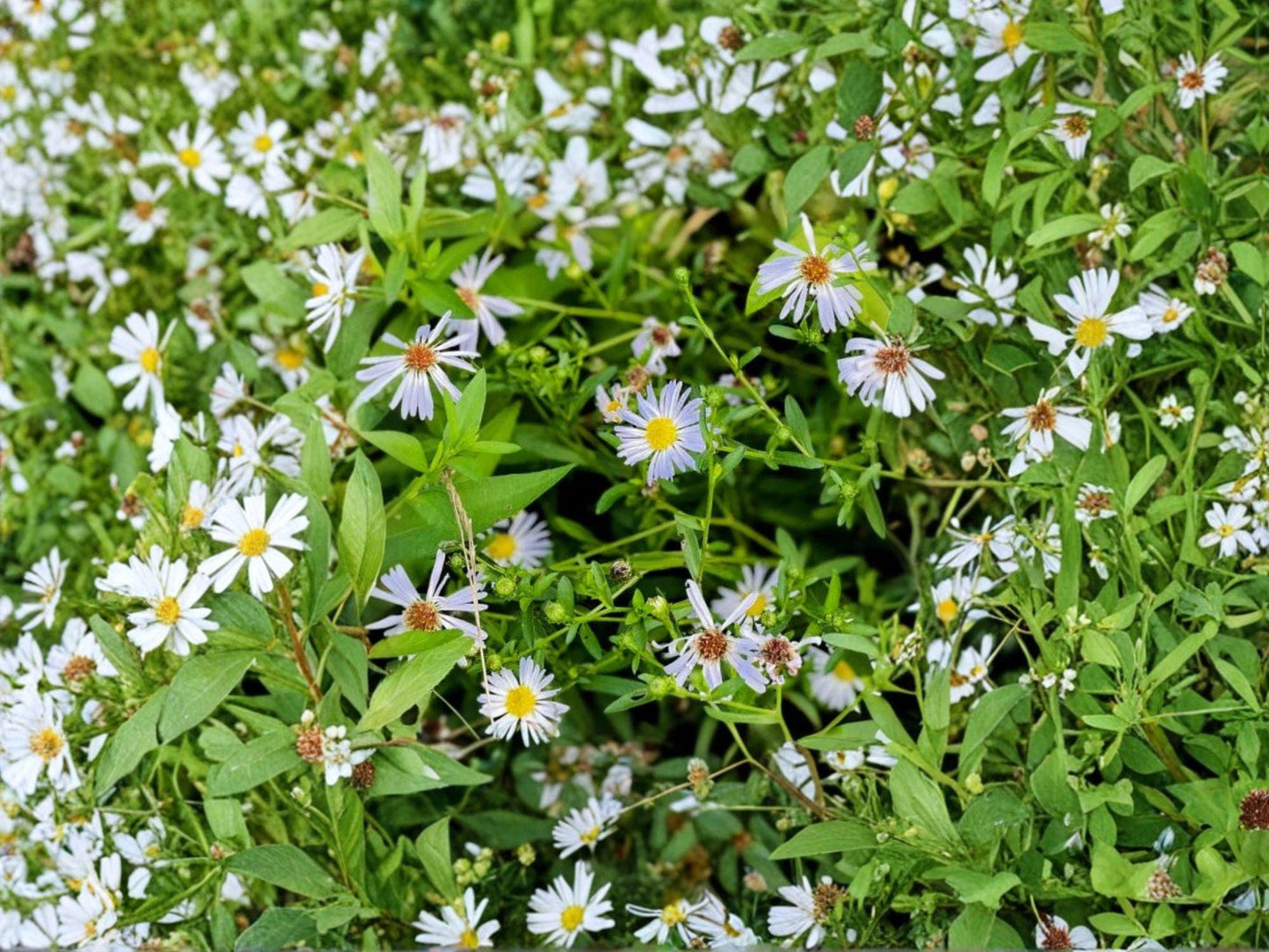 Symphyotrichum puniceum Swamp Aster Seeds – Native Perennial Wildflower for Wetlands & Pollinator Gardens (350 Seeds)