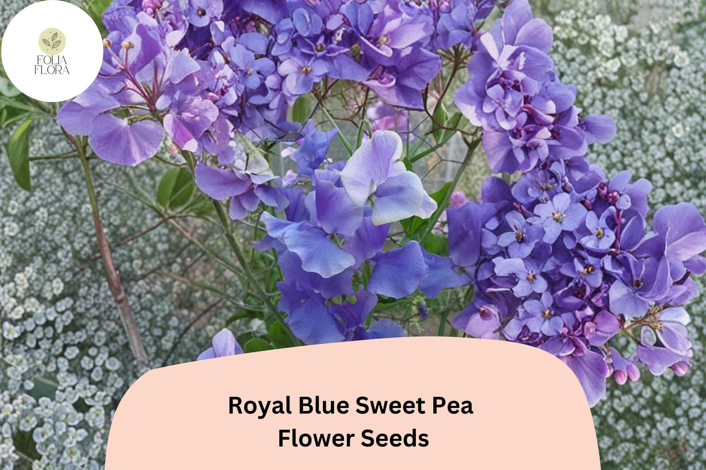 Royal Blue Sweet Pea Seeds | Climbing Vine Lathyrus odoratus for Garden Trellises & Fences (50+ Seeds)