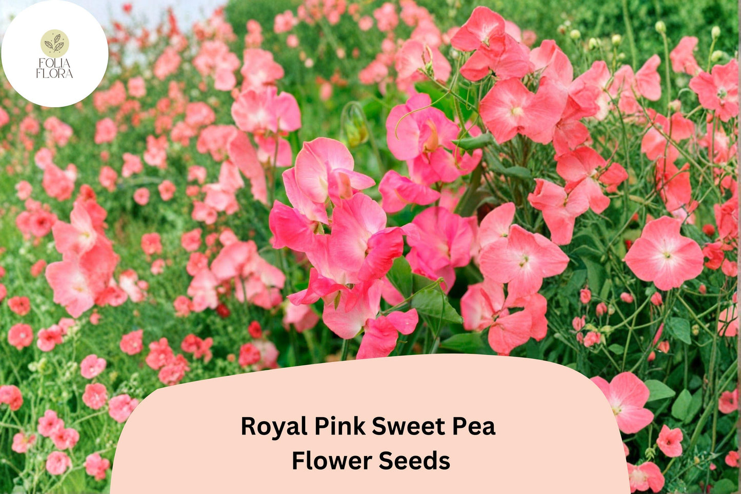 Royal Pink Sweet Pea Seeds | Climbing Vine with Fragrant Pink Flowers | Lathyrus odoratus | Garden Planting, Cut-Flower, Trellis