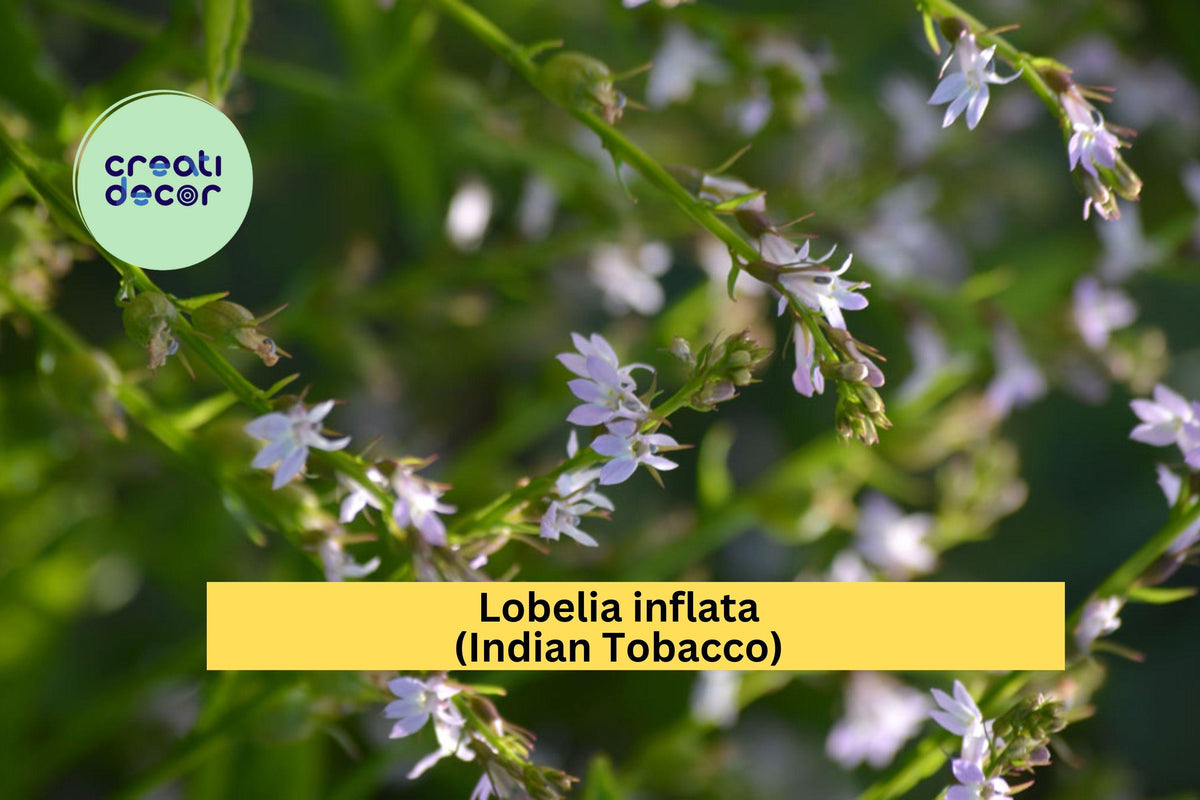 Lobelia inflata Seeds (500) | Native Wildflower for Meadows & Gardens | Indian Tobacco Pollinator Plant