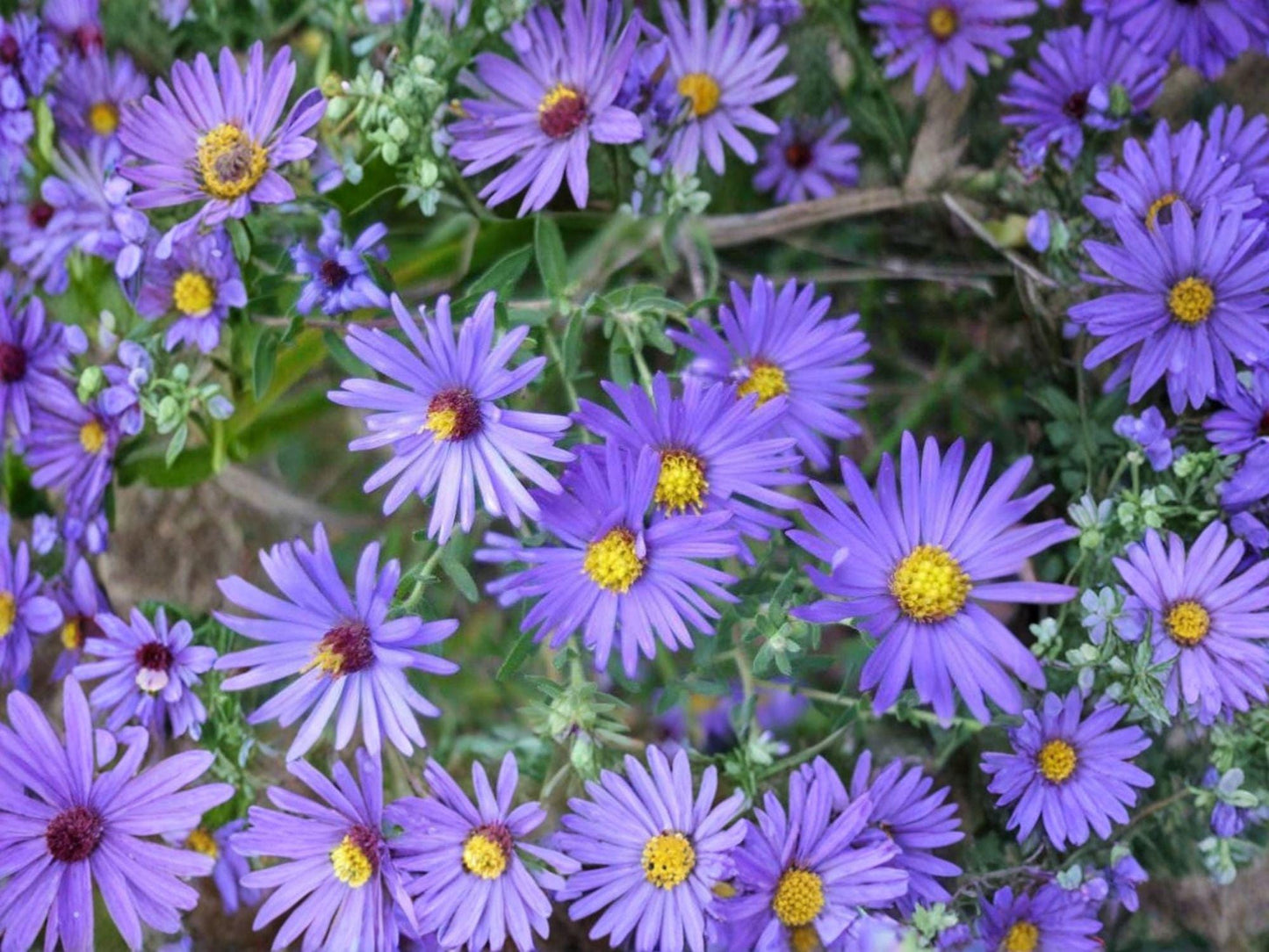 Aromatic Aster Seeds | Symphyotrichum oblongifolium Native Perennial Wildflower for Pollinator Gardens