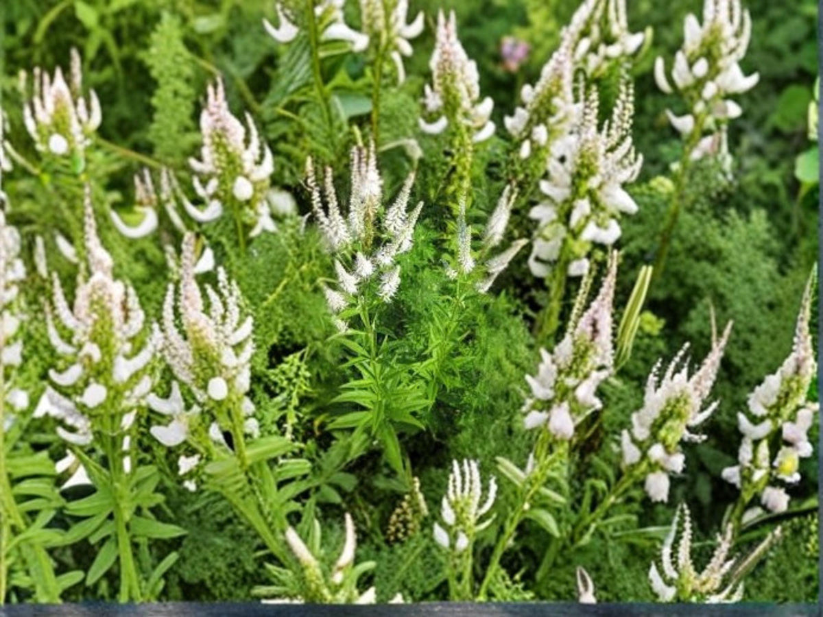 Veronicastrum Virginicum Culver’s Root Wildflower Seeds – Native Prairie Pollinator Plant for Gardens and Restoration