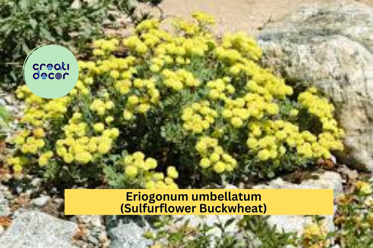 Eriogonum umbellatum Seeds – Sulfurflower Buckwheat, Drought-Tolerant Native Perennial Wildflower, Yellow Flowers, 100 Seeds