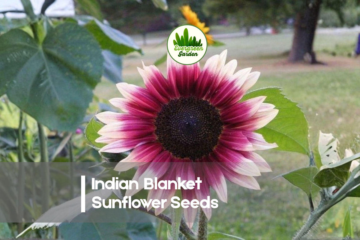 25 Indian Blanket Sunflower Seeds - Gaillardia pulchella, Vibrant Red and Yellow Bicolor Annual for Pollinator Gardens, Borders, Wildflower Beds