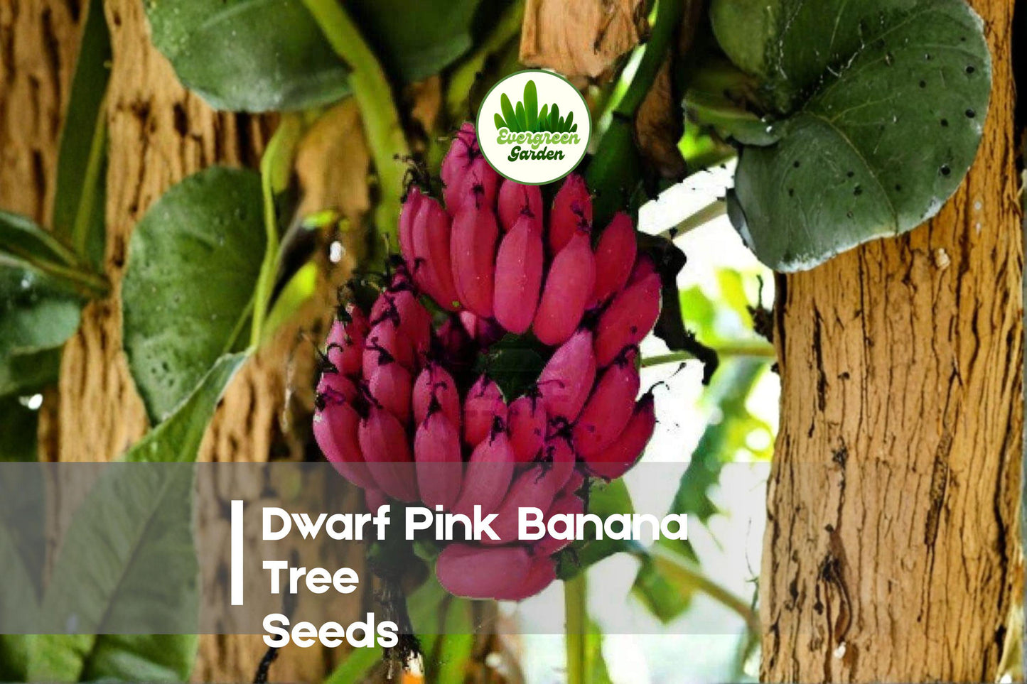 Dwarf Pink Banana Seeds – Compact Tropical Musa velutina with Bright Pink Bananas for Indoor & Outdoor Gardens