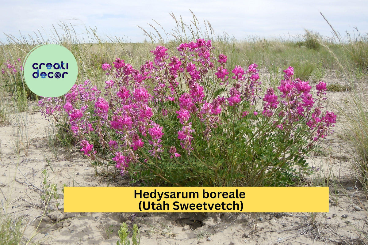 Hedysarum boreale Seeds – Utah Sweetvetch Native Perennial Legume for Pollinator Gardens & Erosion Control, 25 Seeds
