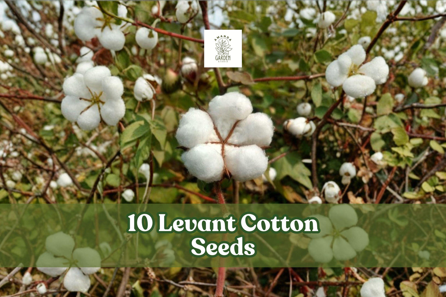 Levant Cotton Seeds – Gossypium herbaceum, Garden Planting, Educational Crop, Full Sun, 10 Seeds