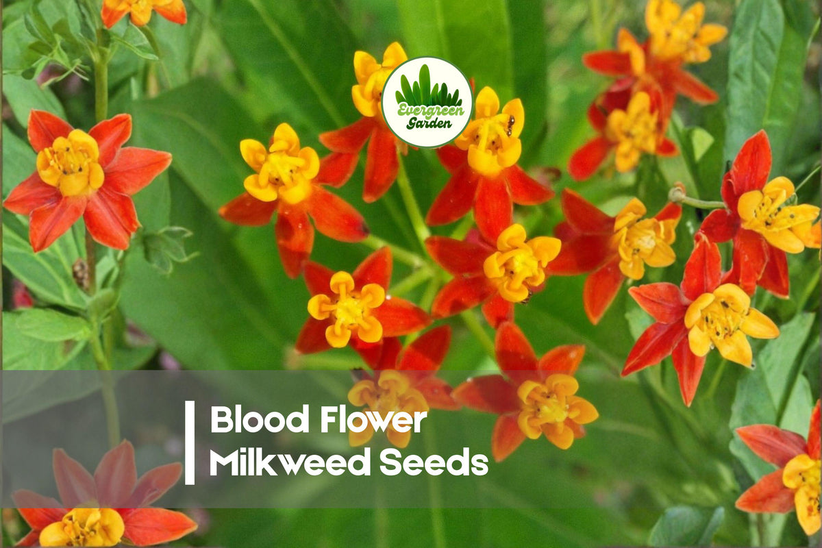 Blood Flower Milkweed Seeds - 100 Pack, Bright Red and Yellow Blooms, Attracts Pollinators, Asclepias curassavica