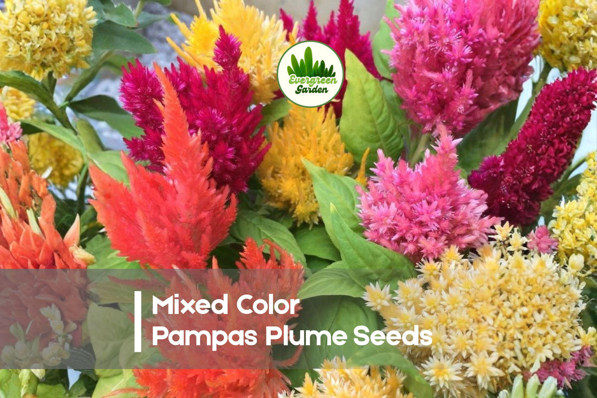 100 Mixed Color Pampas Plume Celosia Seeds | Feathery Annual Flower for Borders & Bouquets | Celosia argentea (Plumosa Mix)
