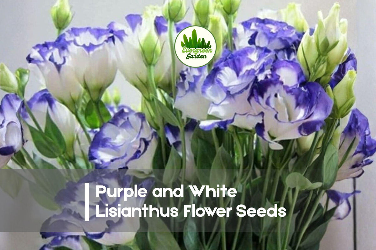 20 Purple and White Lisianthus Seeds - Eustoma grandiflorum Pelleted Seeds for Cut Flowers, Borders & Containers