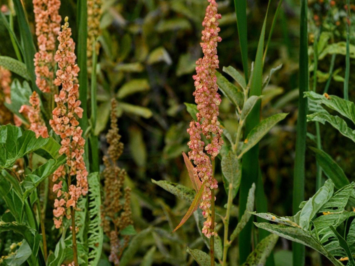 Great Water Dock Seeds – Native Wetland Perennial for Rain Gardens & Streambanks, Rumex orbiculatus, 100 Seeds