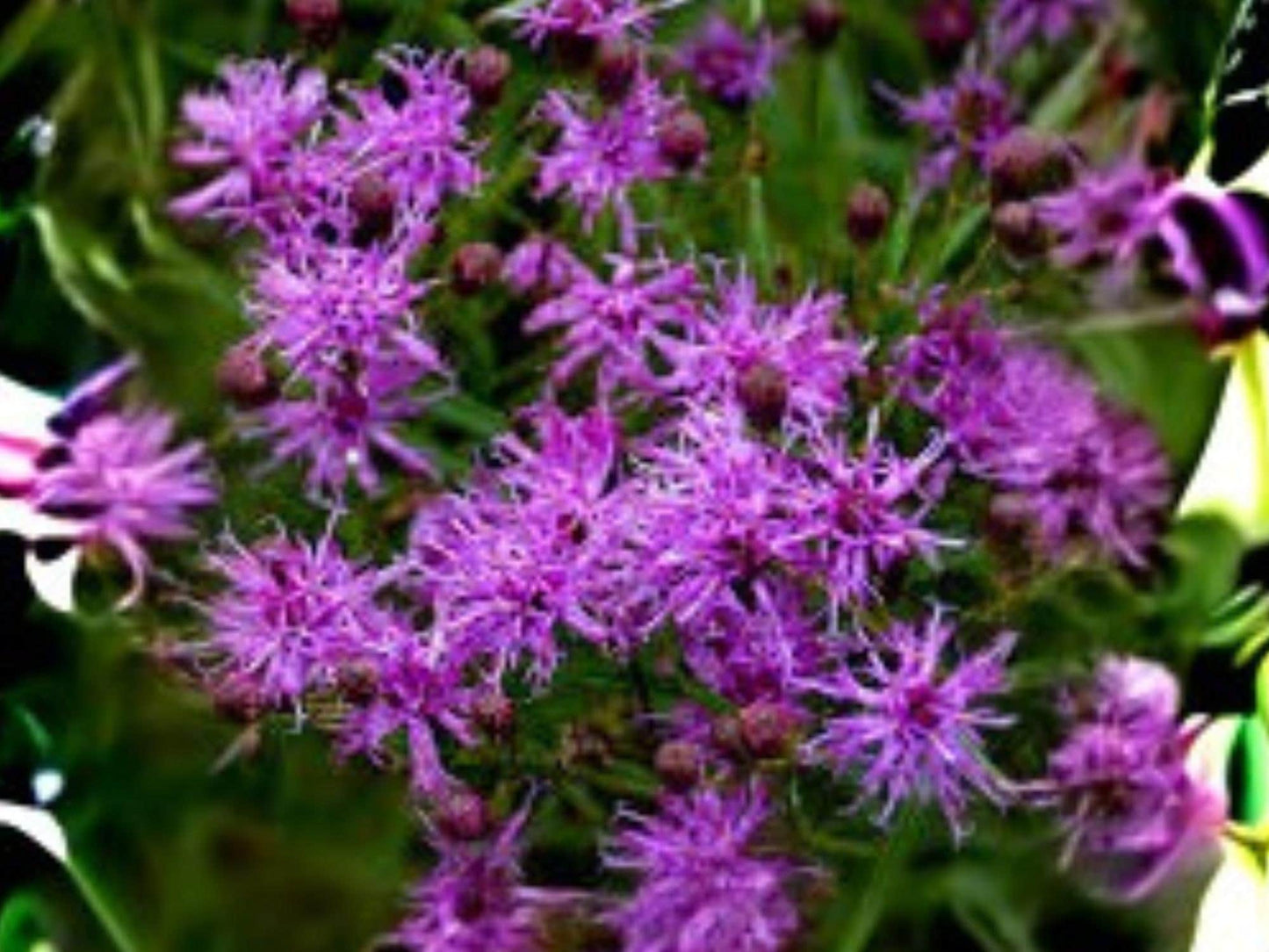 Vernonia angustifolia Tall Ironweed Seeds – Native Perennial Wildflower with Purple Fall Blooms – Pollinator Attractant, 100 Seeds