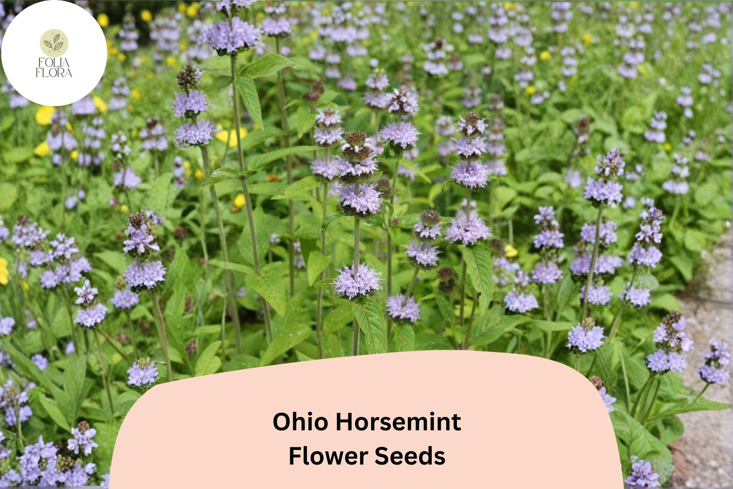 300+ Ohio Horsemint Seeds | Monarda fistulosa Wild Bee Balm Perennial for Pollinator Gardens