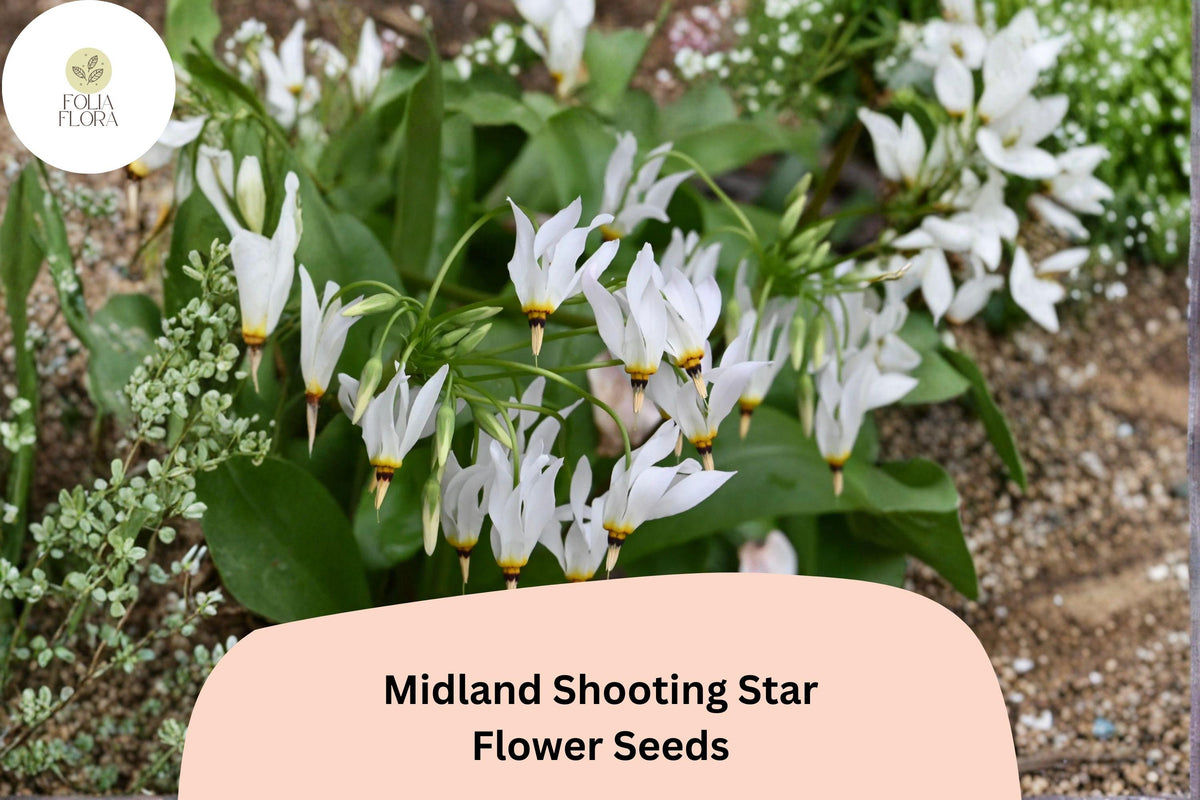 Dodecatheon meadia Seeds | Midland Shooting Star Perennial Wildflower Seeds for Shade Gardens, Pollinator Gardens, 100 Seeds