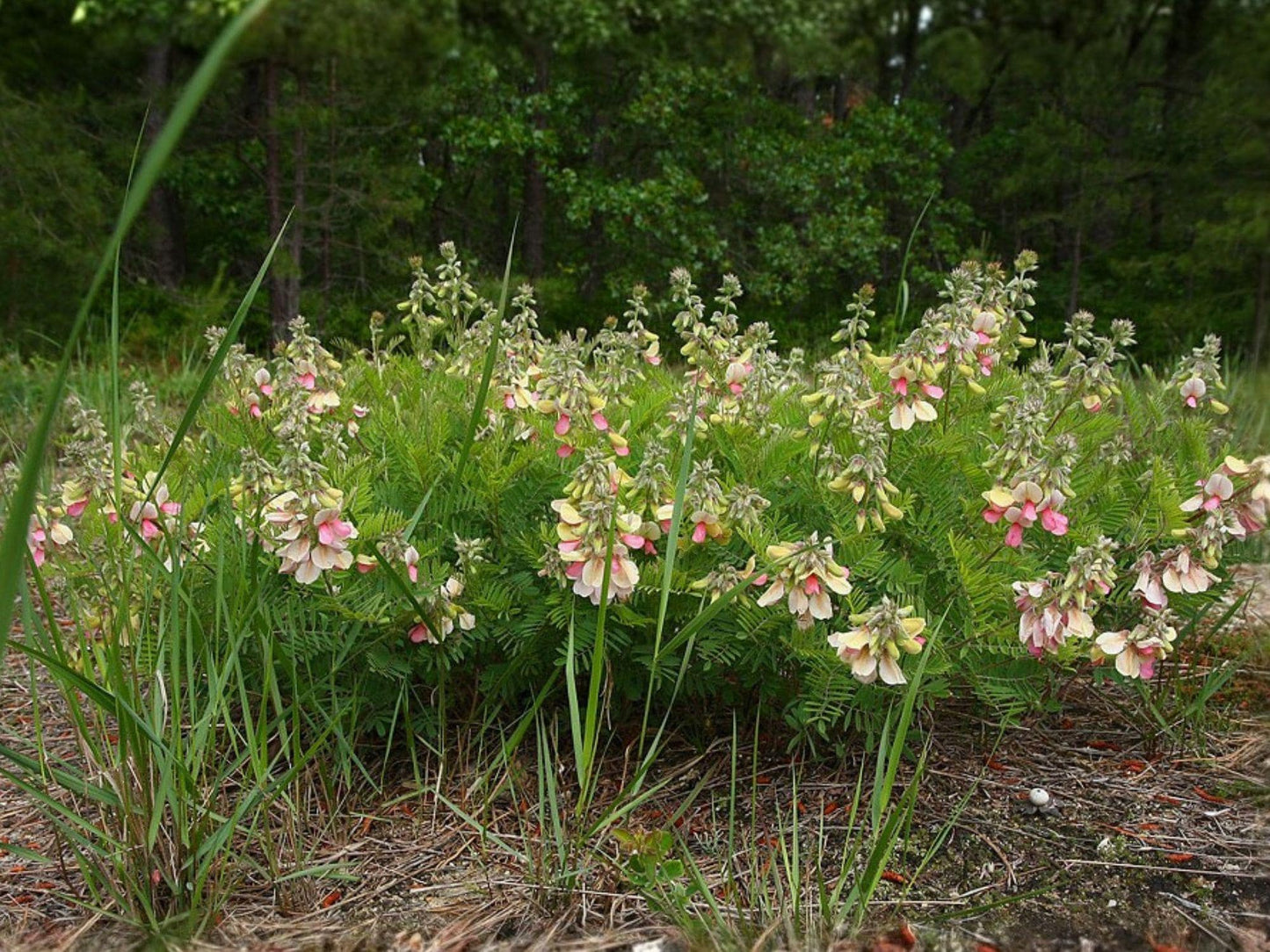Tephrosia virginiana Goat’s Rue Seeds | Native Perennial Wildflower for Prairie & Pollinators