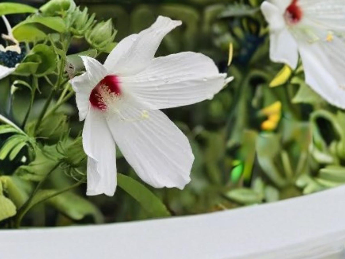 Hibiscus Moscheutos Seeds – Swamp Rose Mallow, Hardy Perennial Flower, Native Pollinator Plant, 30 Seeds