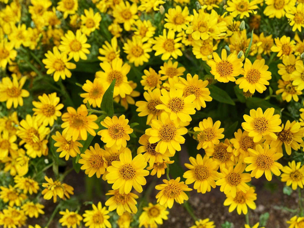 Meadow Arnica Seeds | Native Perennial Wildflower | Bright Yellow Blooms | Arnica chamissonis (100 Seeds)