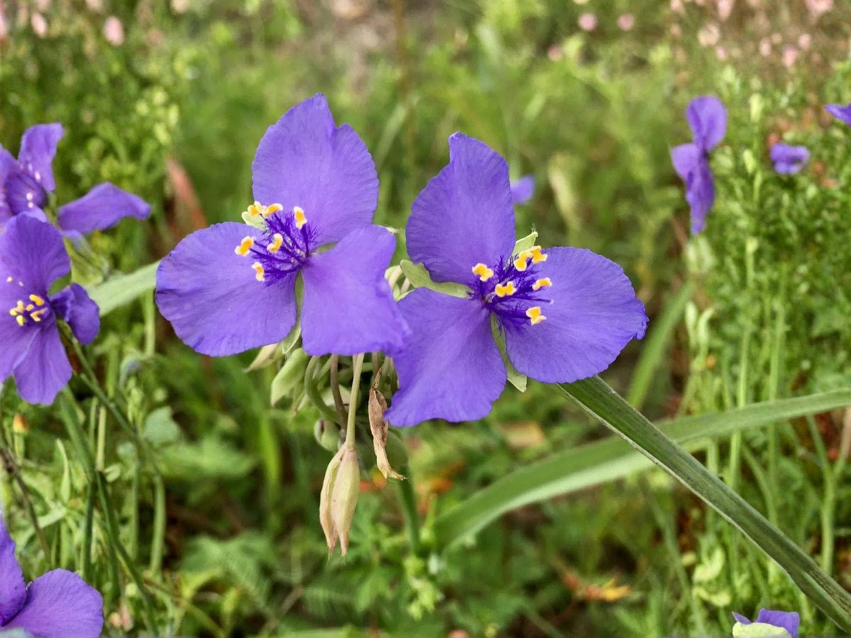 Western Spiderwort Seeds – 100 Native Wildflower Seeds for Pollinators, Blue Blooms, Perennial, Tradescantia occidentalis