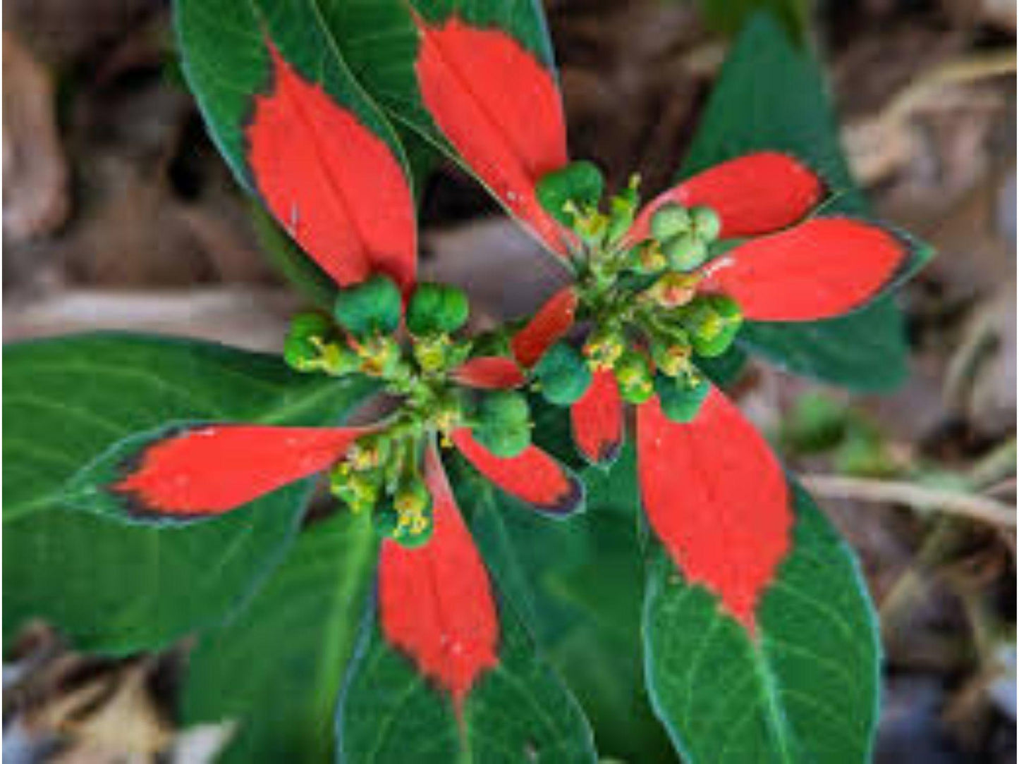 Fire-on-the-Mountain Seeds, Euphorbia cyathophora, Native Wildflower, Red-White Foliage, Ornamental Annual, Pollinator Attractant