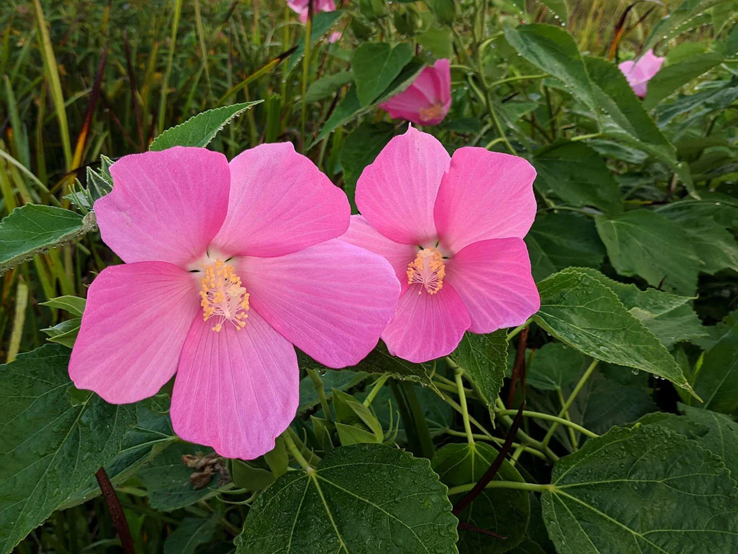 Hibiscus moscheutos Seeds 30 – Swamp Rose Mallow Native Perennial Flower for Wet Gardens & Pollinator Gardens