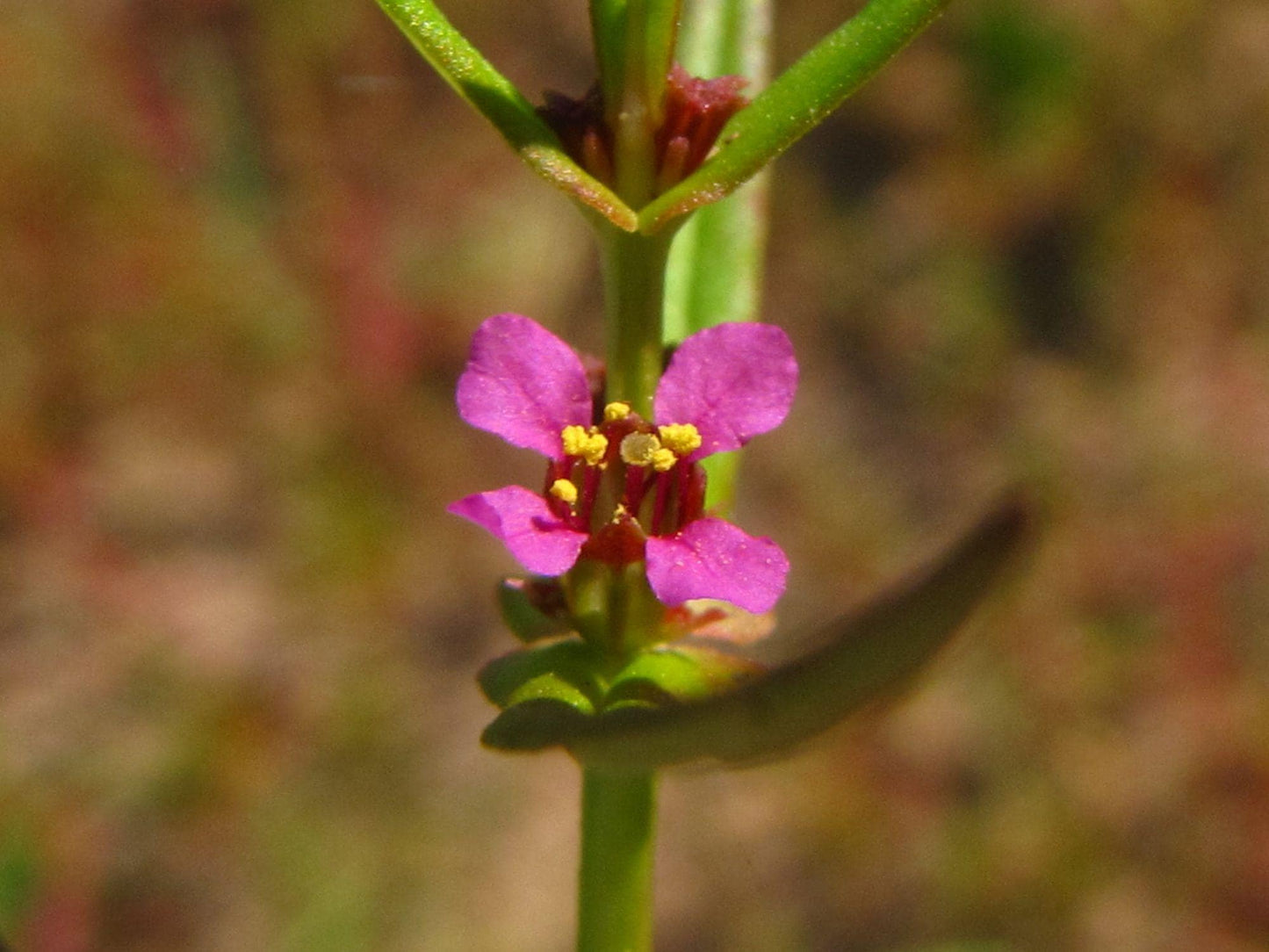 Ammannia coccinea Seeds 1000 Scarlet Toothcup Native Wetland Wildflower for Pond & Rain Garden