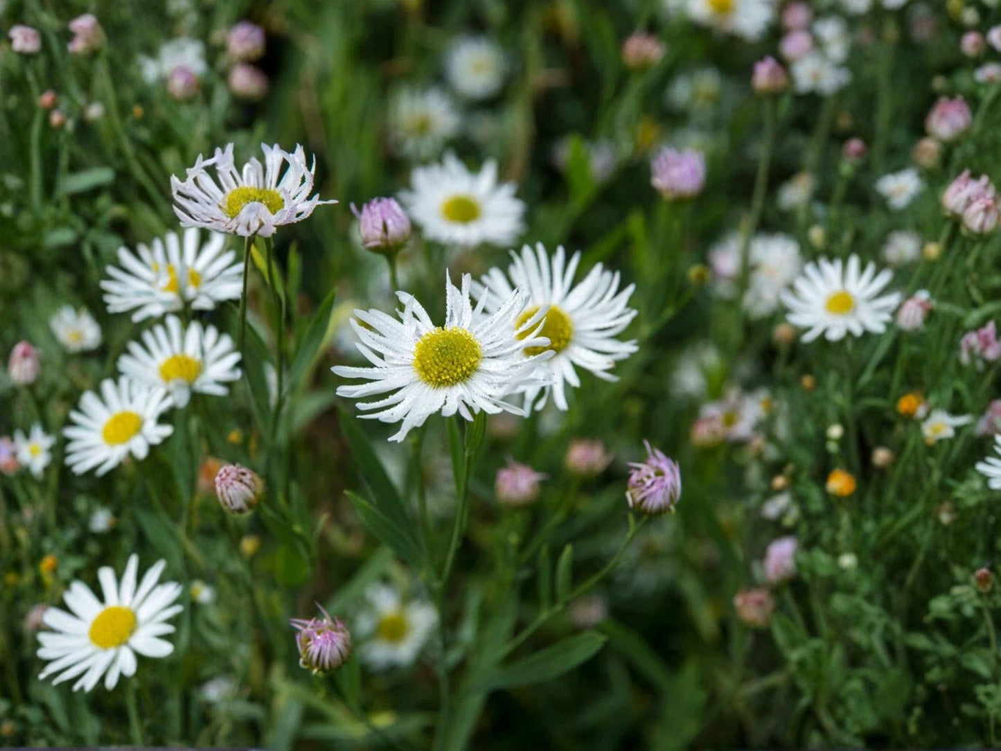 Boltonia asteroides Seeds (500) – False Aster Native Perennial Wildflower for Pollinator Gardens & Wet Meadows